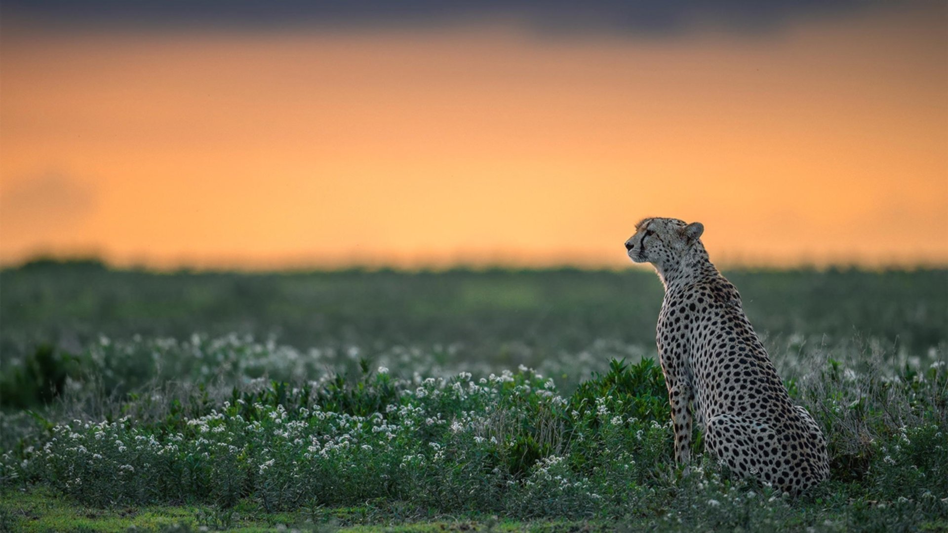 “未来新秀:联盟中最看好的新星崛起”,未来联盟十大控卫
