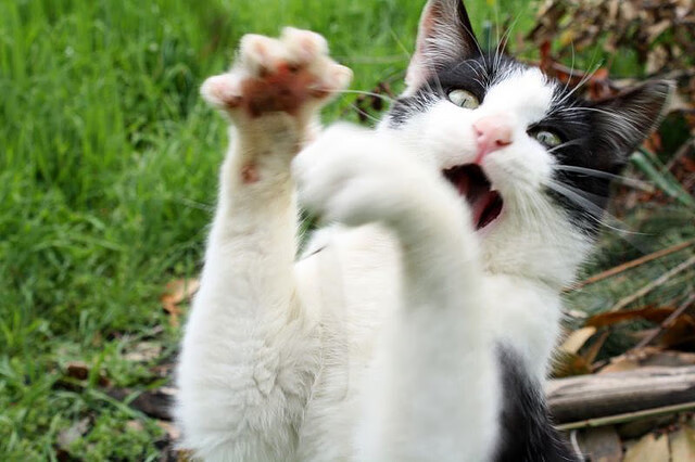 “未来潜力：年度最具潜力的新秀盘点”，2020年潜力新秀