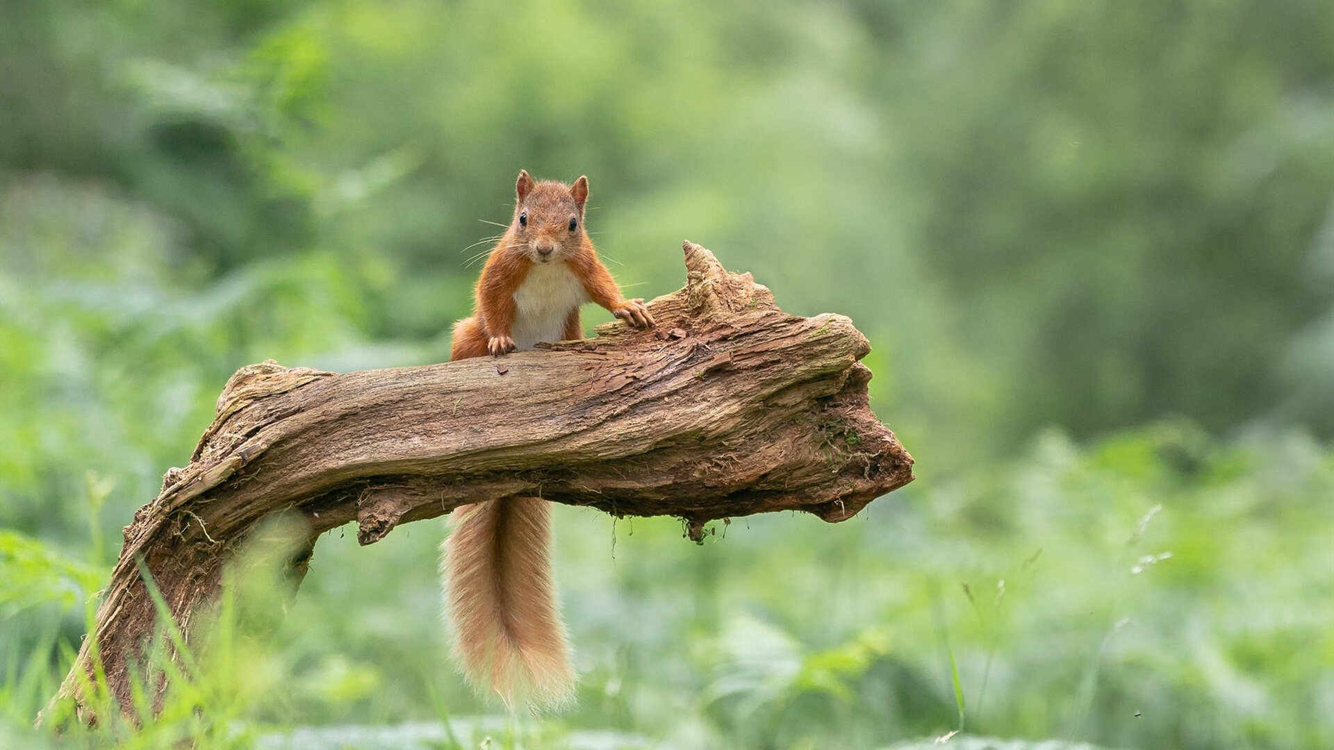 “青训联盟合作不断深化，推动全国青少年足球水平提升”，全县青少年足球青训