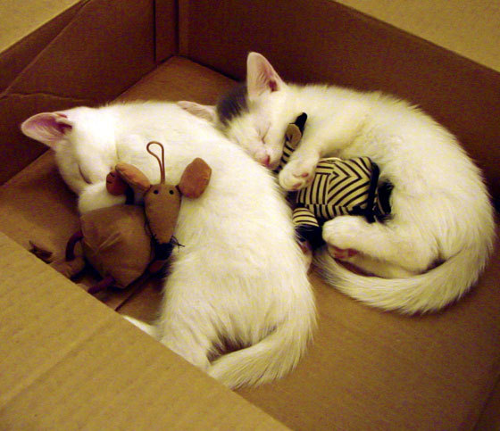 中国足协与FIFA合作，推动足球发展，中国足协合作伙伴