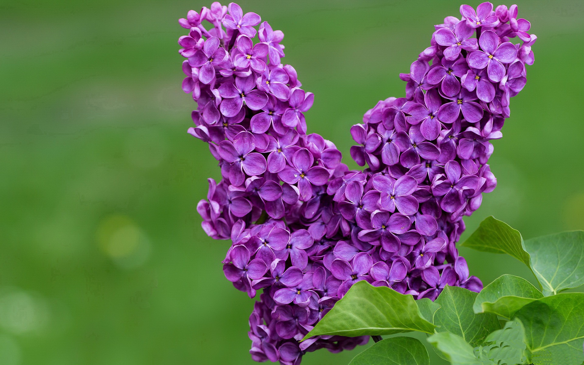 李明砍下31分,攻防两端表现令人赞叹!,李明抢是什么