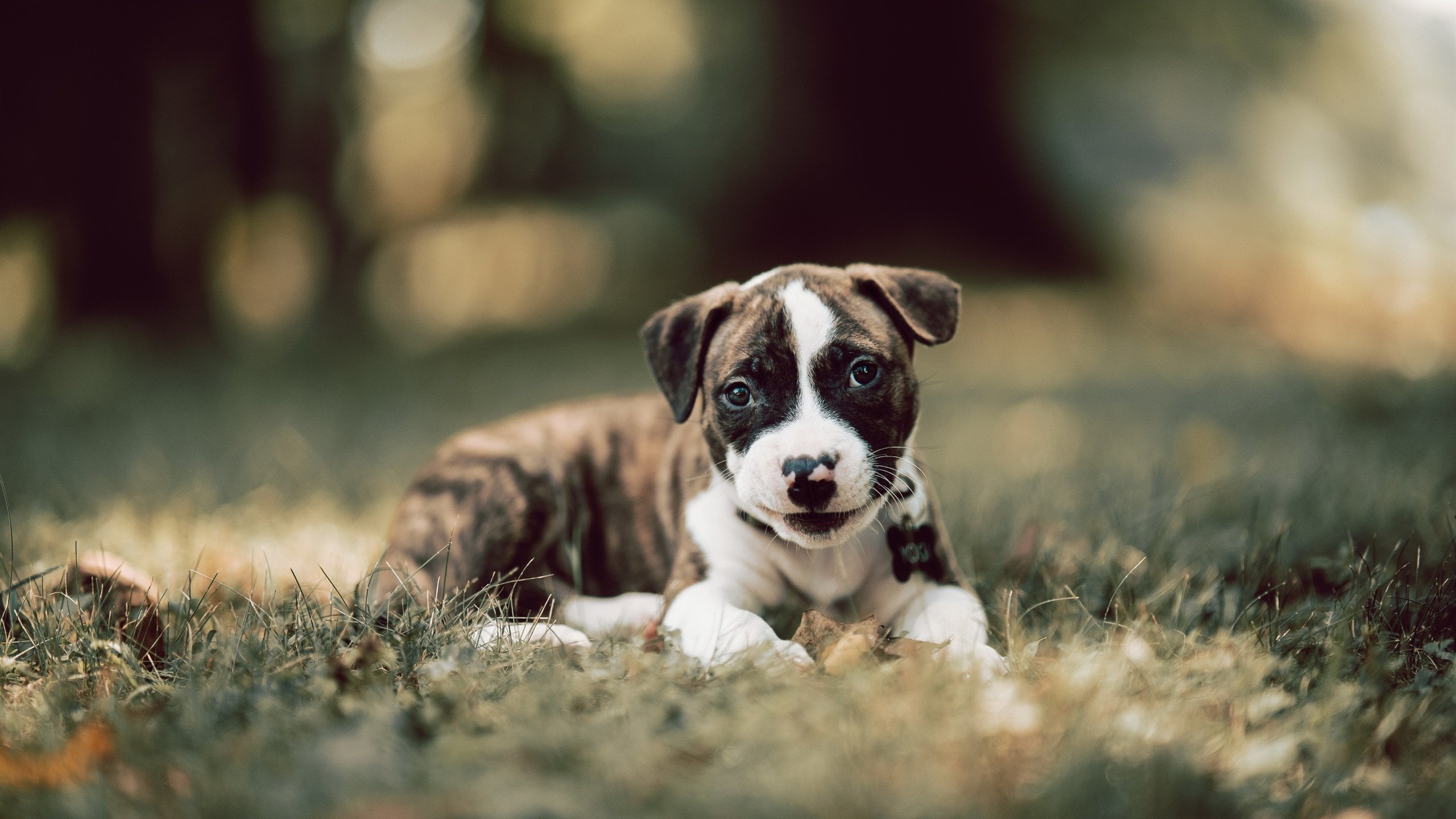 红牛车队在制造商积分榜上排名第一,红牛车队几个冠军