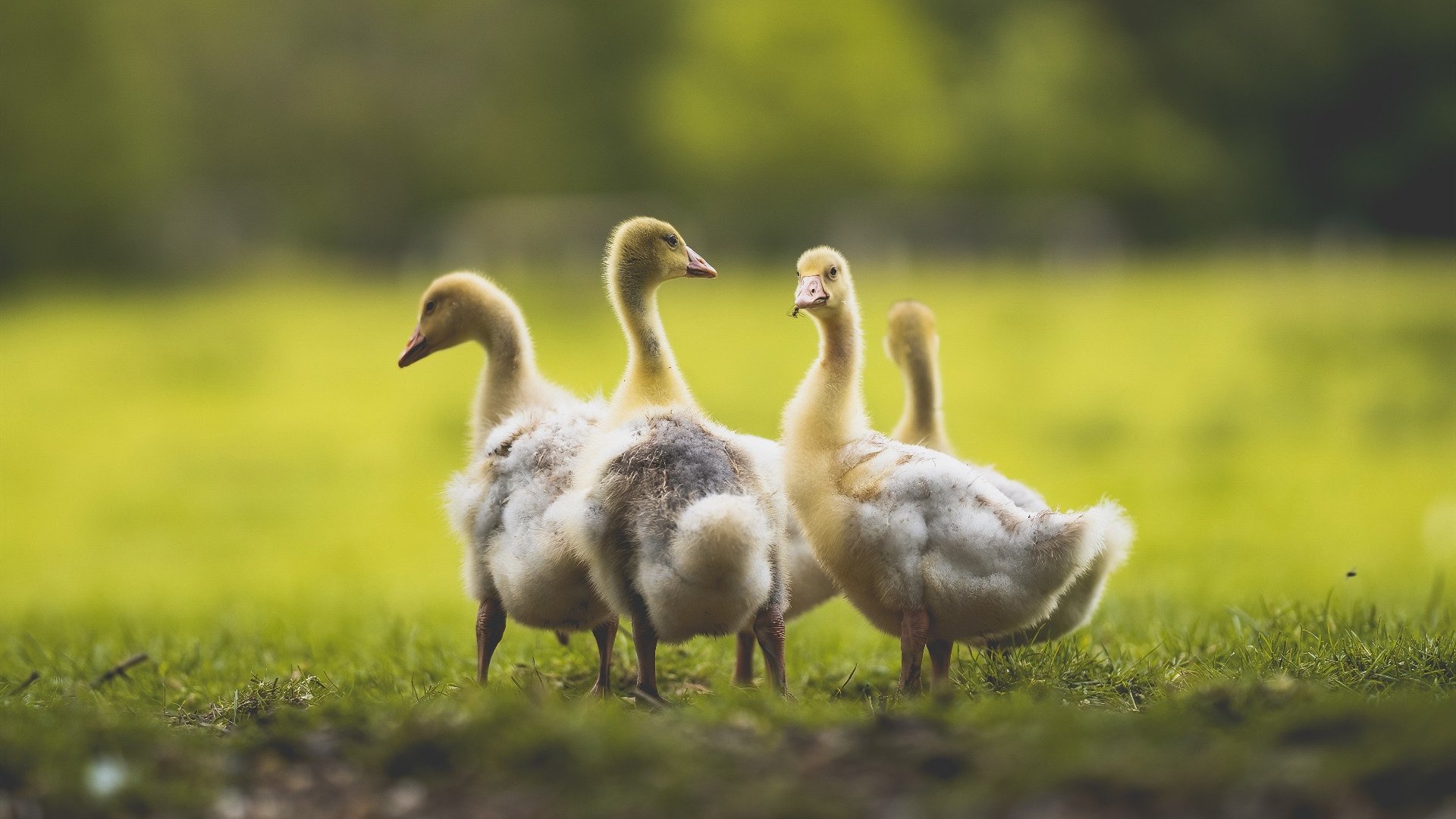 CBA赛场上的囧事频出,球员们也有美好笑容,cba现场喊的什么