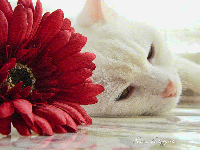 俄罗斯在对克威岛的比赛中大获全胜，俄罗斯在对克威岛的比赛中大获全胜