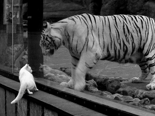 卢比奥联手猛攻