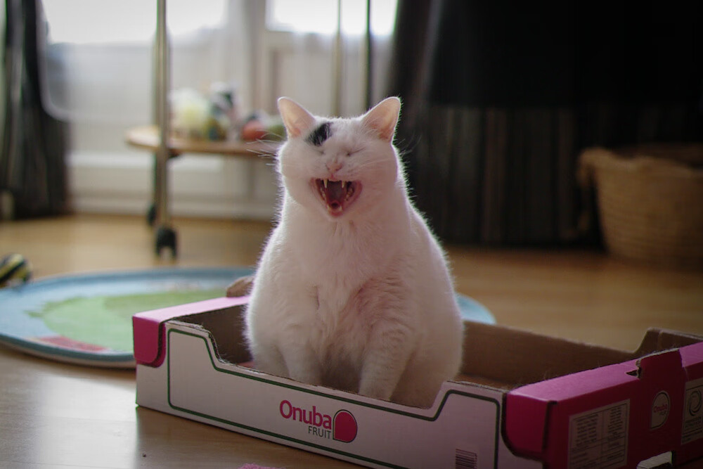 塞内加尔马术队在2024年非洲马术锦标赛中获得团体障碍赛金牌，时隔五年再获奖牌。