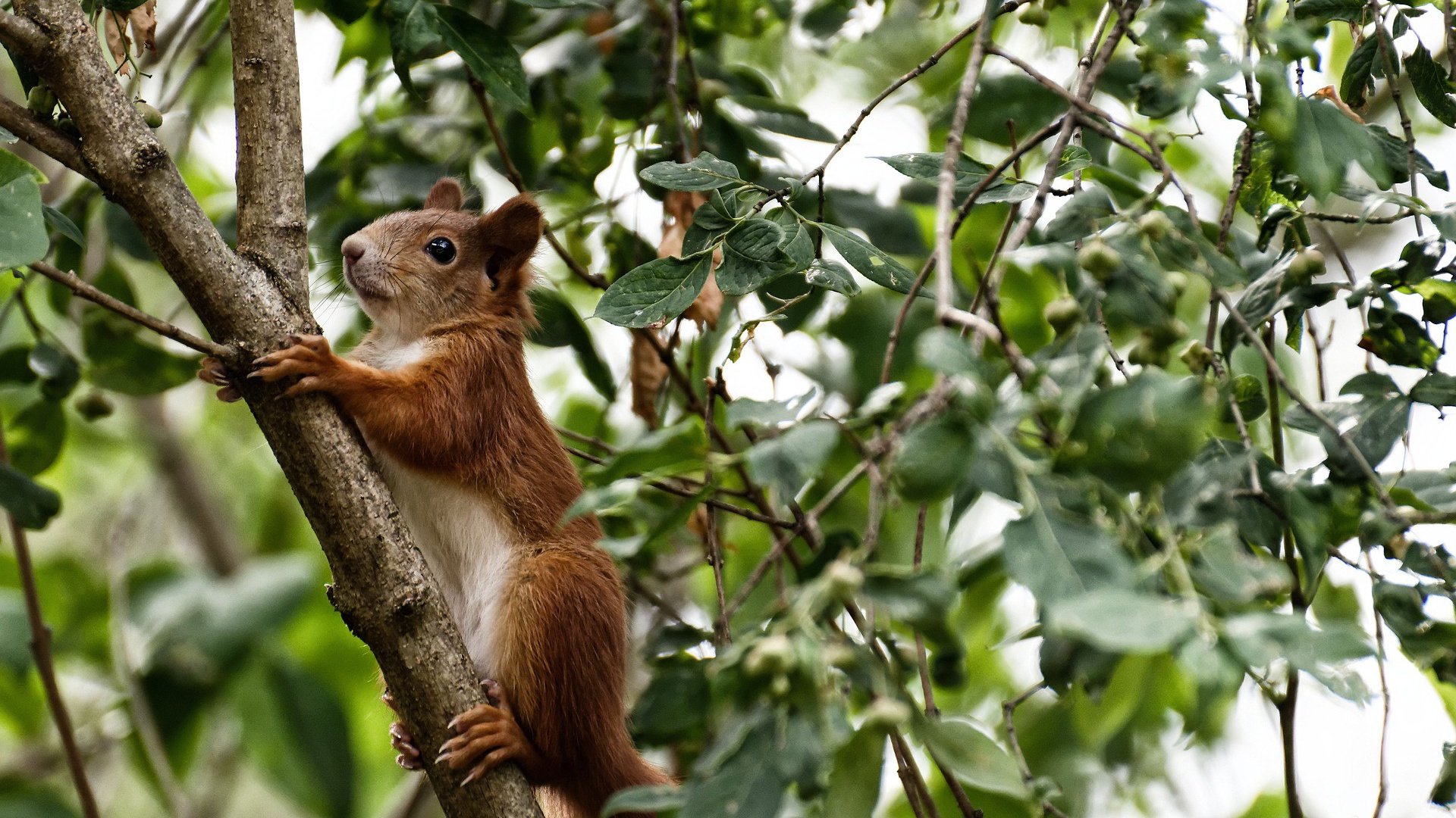 摩纳哥客场赢勒阿弗尔，保持不败，摩纳哥客场赢勒阿弗尔,保持不败球队