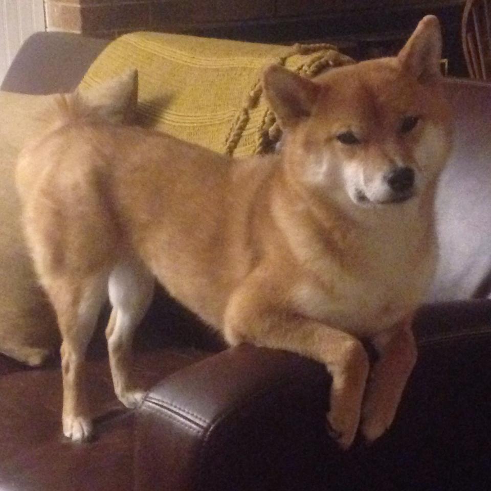 德甲冠军之争:拜仁冲击第十一冠的关键战,拜仁德甲冠军次数