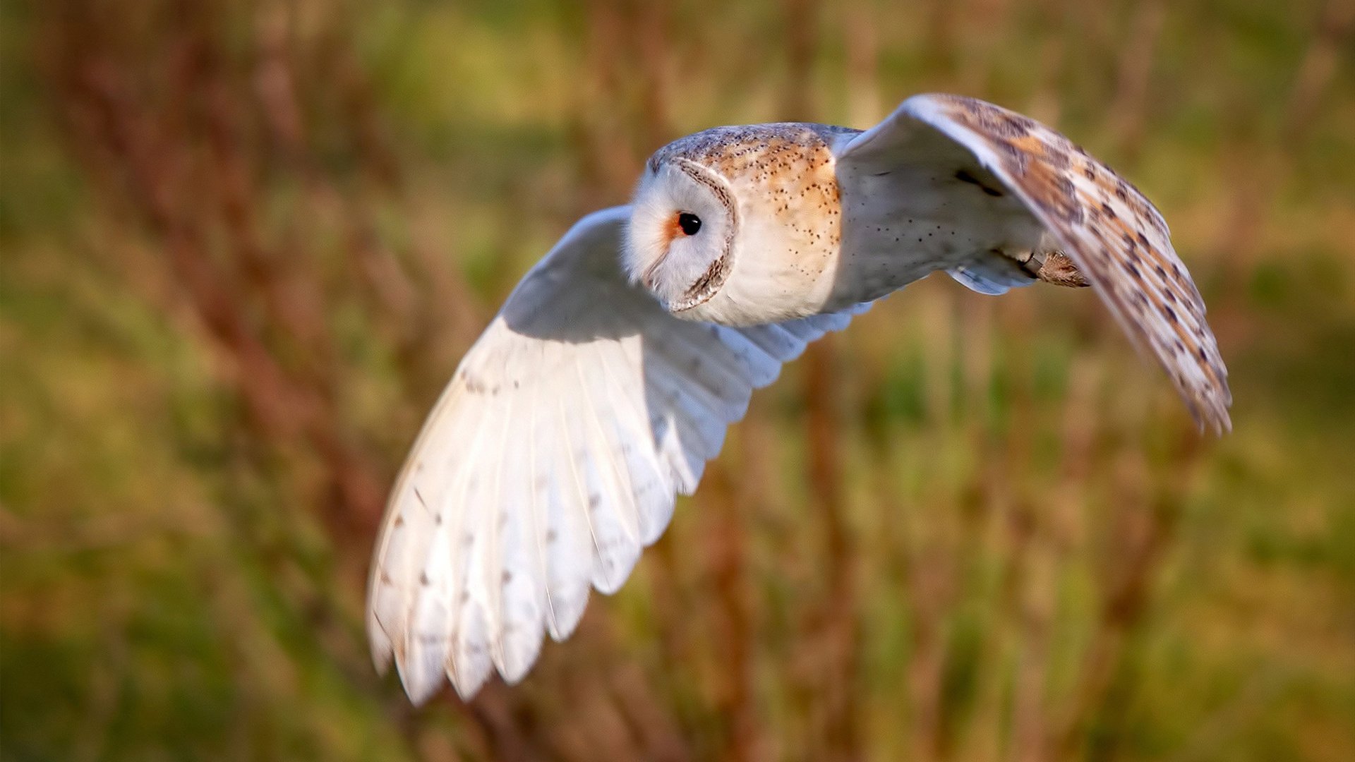 西甲青训营技术教学与战术传承融合探讨,西甲青训最好的俱乐部