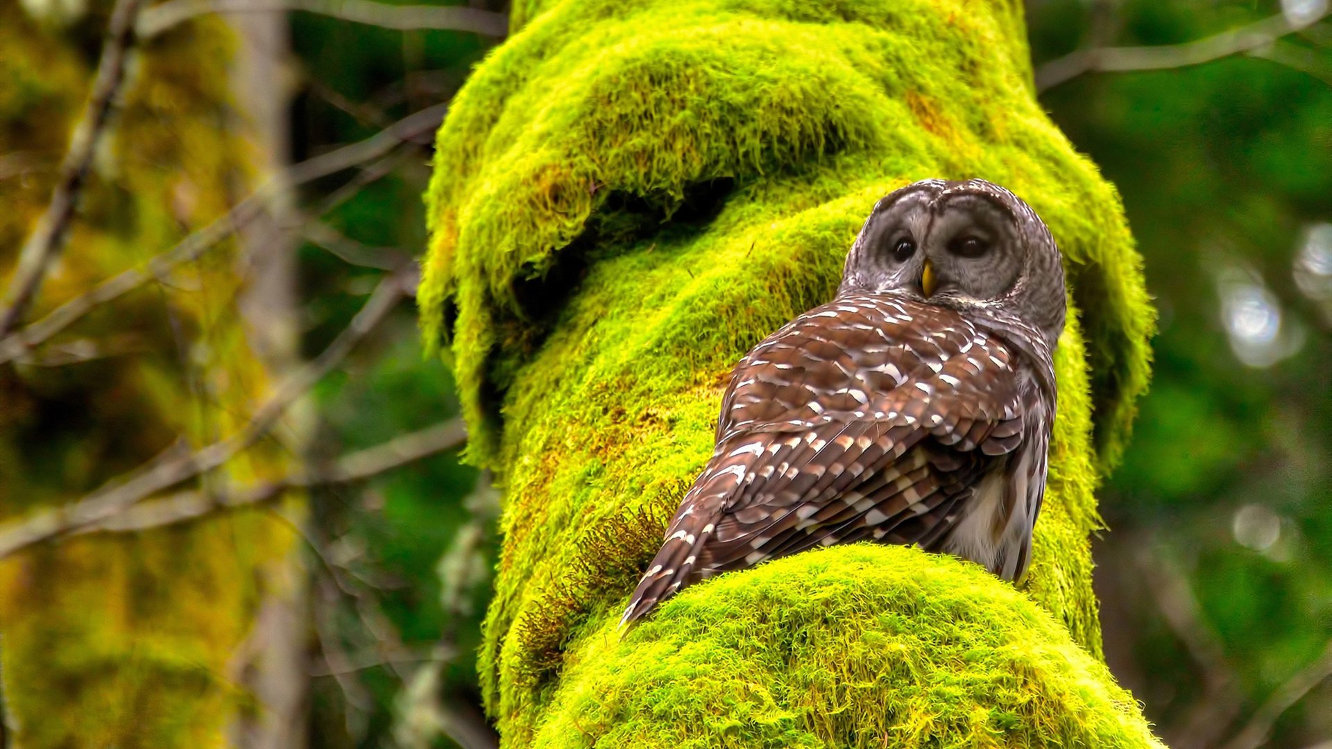 高校冬季运动会气氛热烈 参与人数创新高，学校冬季运动会项目有哪些