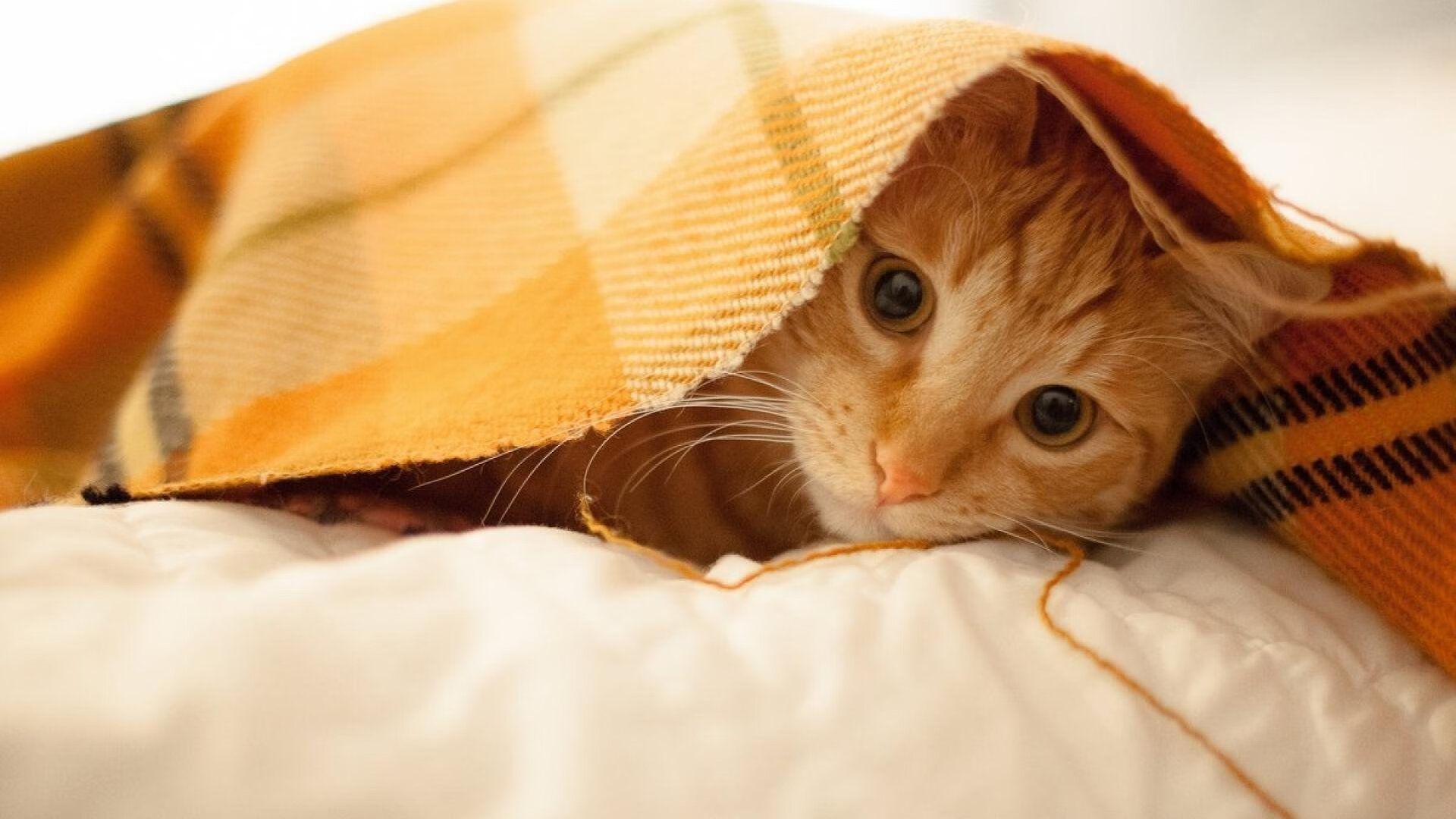 吉尔吉斯斯坦女篮在欧洲锦标赛中表现佳，期待未来亮相