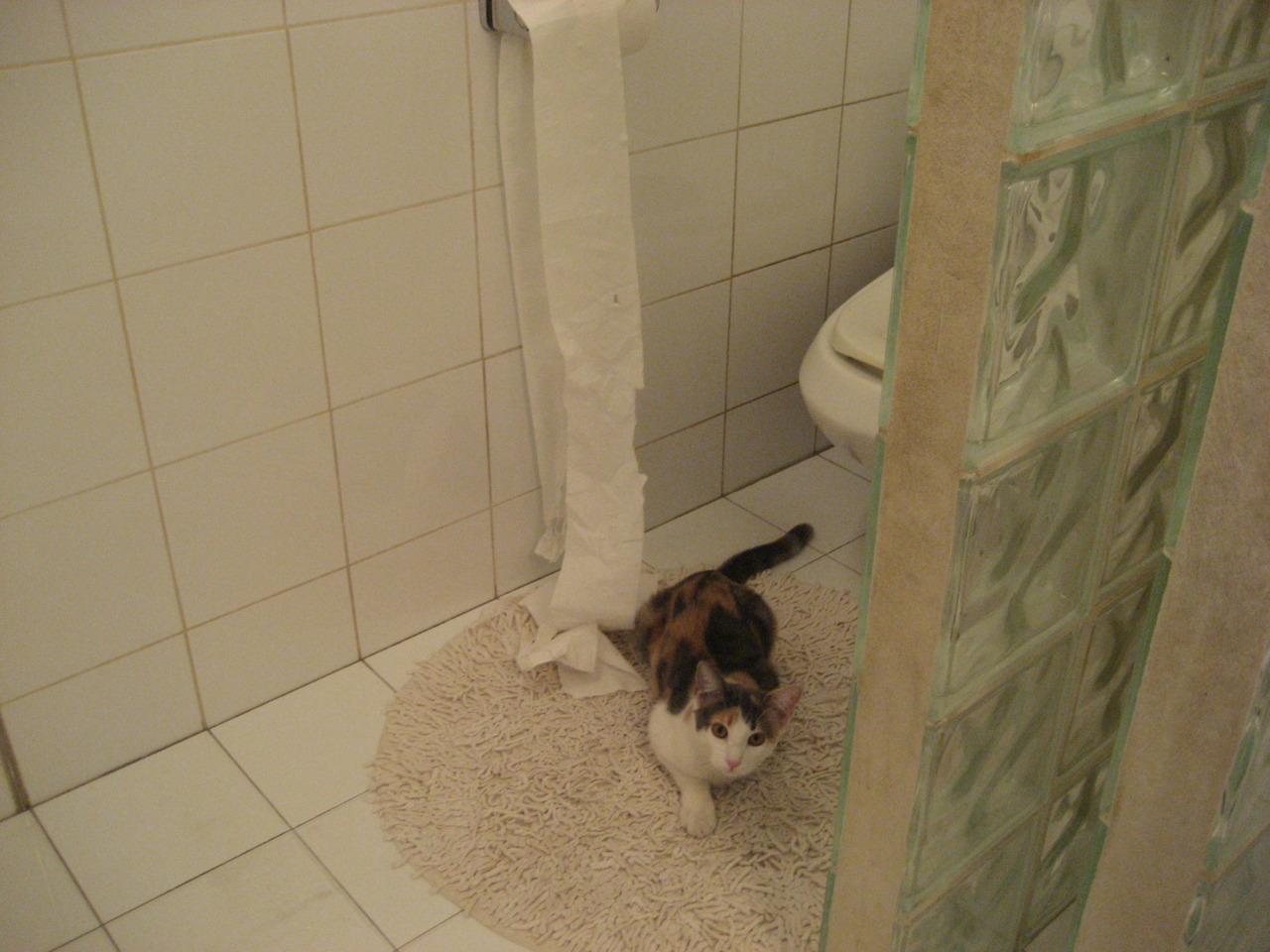 国际青少年足球锦标赛吸引全球顶尖青年队伍参赛,世界青少年足球锦标赛