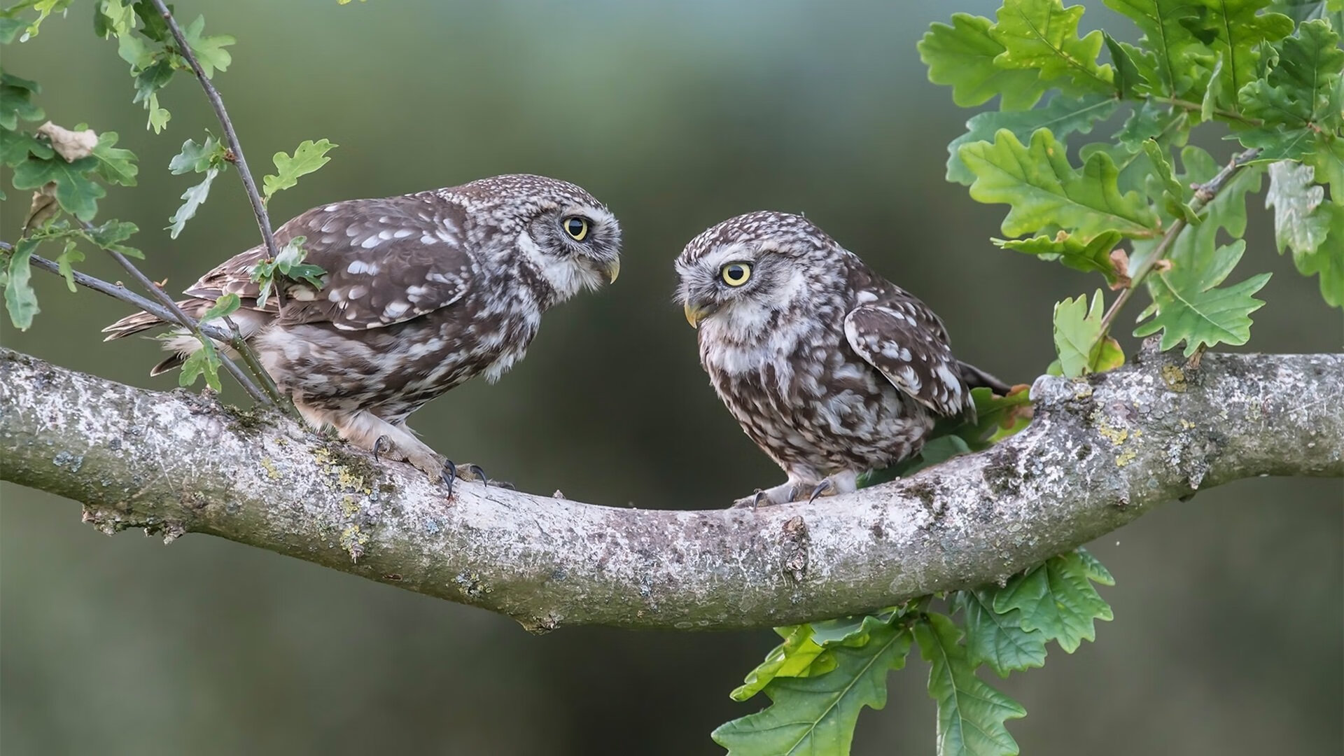 詹姆斯强调团队氛围是连胜关键，詹姆斯组队